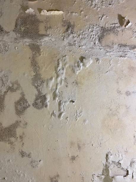 Best Professional Mold Removal  in Griffin, GA