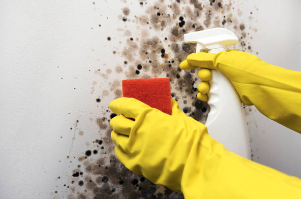 Best Mold Testing  in Griffin, GA