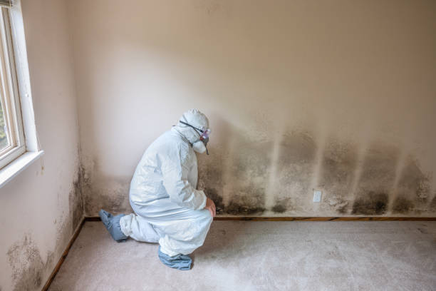 Attic Mold Removal in Griffin, GA